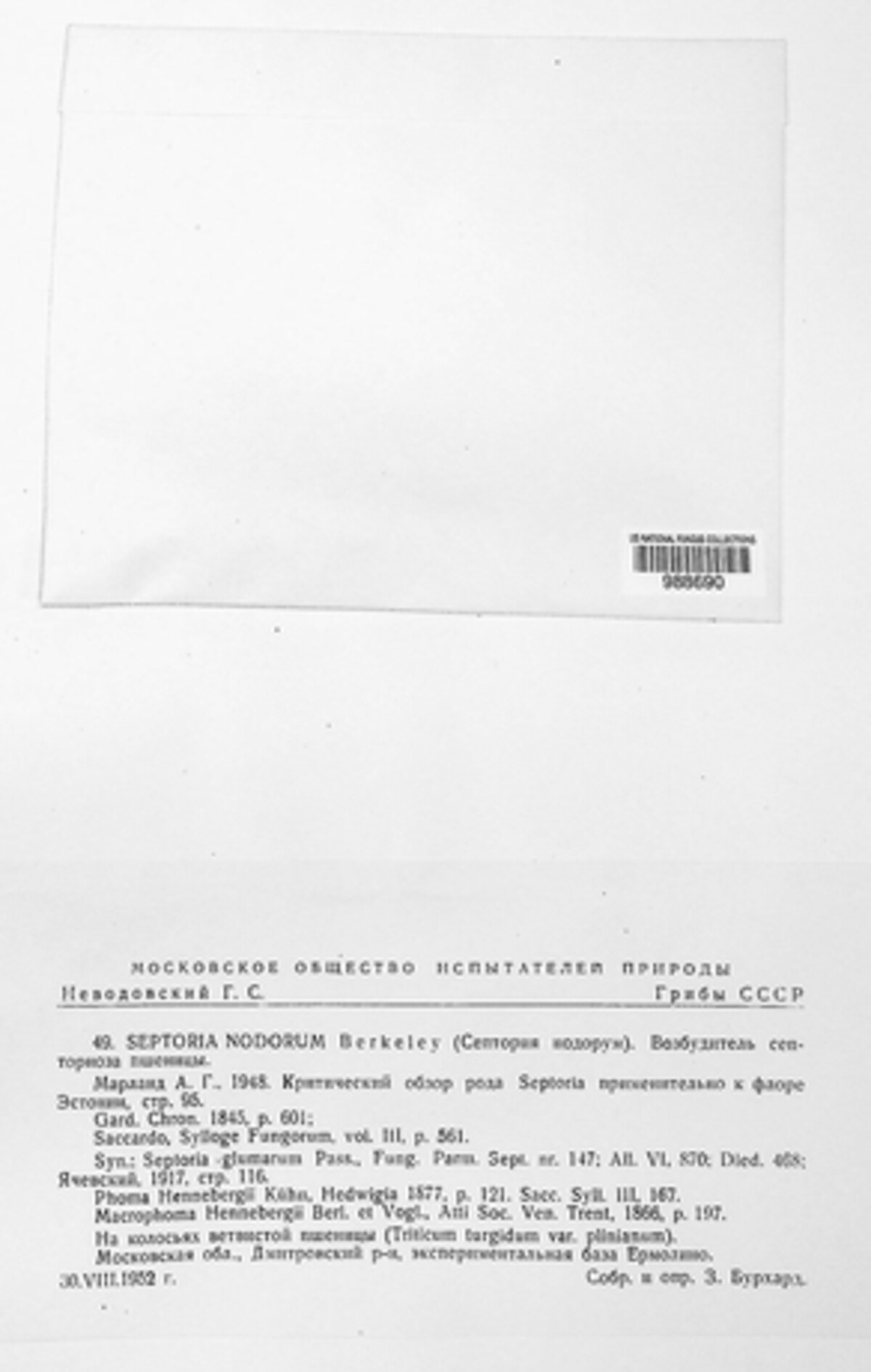 Parastagonospora nodorum image